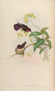 Lampornis porphyrurus = Anthracothorax mango 作： John Gould